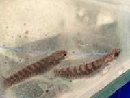 Channa Stewartii Karbi Anglong Snakehead Ikan Gabus Hias
