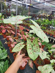 Caladium ' Strawberry Star ' ( Caladium bicolor, Interiorscape/ Indoor Plant )