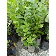 anak pokok lemon (hybrid)