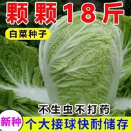 Ready Stock Quick Shipment 9kg Winter Cabbage Seeds Shandong Cabbage Seeds Cabbage Seeds Cabbage See