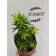 TKP ,Podocarpus Small Leaves Breed ,小叶雀舌罗汉松，雀舌，Bonsai Plant , Pokok Bonsai,Outdoor Plant，Real Live P