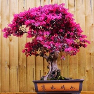 bonsai tanaman serut merah/bonsai vitalum