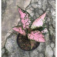 (BISA COD)aglonema rubi pink - tanaman hias aglonema rubi pink 3daun