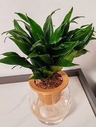 🍀太陽神【株型緊密秀麗，葉子翠綠而有光澤。能吸收室內的二氧化碳，改善室內的空氣，有辟邪、保平安的風水寓意，易種，是很好的室內的觀葉植物。

植物連透明膠瓶(如圖)】