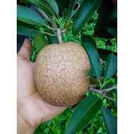 POKOK HIDUP CIKU MEGA HYBRID