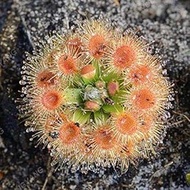 SEED 2017 New Arrl !!! 200 PCS Green s Family Food Cordyceps Seeds Weird Magic Venus Flytrap ivorous