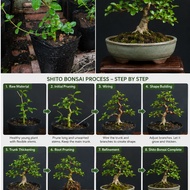 Bonsai Bebuas 壽娘子 Sancang Premna Taiwan