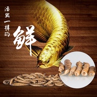 Arowana Feed Fish Food Preservation Barley Worm Yellow Powder Worm Cricket Centipede Hedgehog Food T