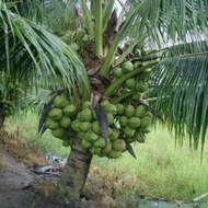 Bibit buah kelapa Hibrida hijau