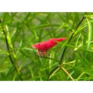 Easy Grow_Easy Grow_Guppy Grass (Najas guadalupensis) (pack)