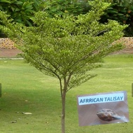 African Talisay (2Pc/Pack)