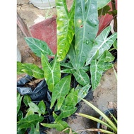 anak pokok keladi hutan