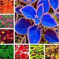 Ready Stock In Philippines 100pcs（Coleus Seeds）Mayana Plants for Sale Flowers Seeds Real Live Plant