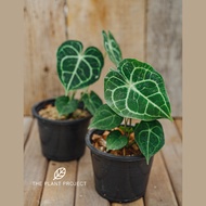 Anthurium Clarinervium Dark Form | The Plant Project