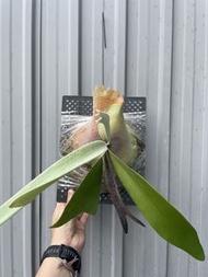 鹿角蕨 銀鹿爪哇 P.veitchii P.willinchi