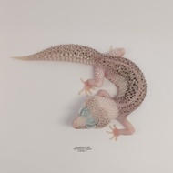 Super Snow Eclipse Pied leopard gecko