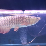 ikan arwana golden red hb