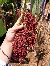 100 Benih Biji Sorgum Merah