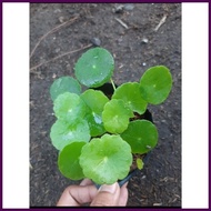 ∤ ☇◑ ▖ CHINESE MONEY PLANT (PILEA PEPEROMIOIDES)