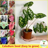 [100% Original Seed] 100 seeds/pack Mixed Color Caladium Live Plant Seed ohh my hippoh Ornamental Potted Flower Seeds for Gardening Caladium Plants for Sale Indoor Plants Real Plants Garden Decor Bonsai Seeds for Planting Flowers Easy To Grow in Singapore