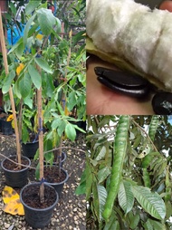 ต้นฝักไอศครีม Ice cream bean/Inga feuillei” หรือต้นต้นไอติม  สูง 70-80 ซม. กระถาง 10 นิ้ว เป็นต้นไม้