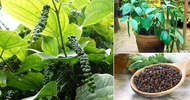 peppercorn plant seeds paminta piper nigrum