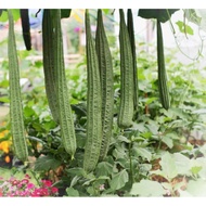 2 Hybrid Oyong Seeds, Superior Quality Hybrid Oyong Seeds, Superior Hybrid Oyong Seeds