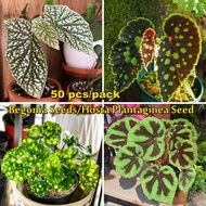 【100% Original】Rare Mixcolor Begonia Seeds for Planting (50 Seeds Per Pack) Hosta Plantaginea Flower Seeds Flowers Decoration Flowering Plants Seeds Bonsai Water Plants for Sale Blossom Air Plant for Home &amp; Garden Live Plant Easy To Grow In Singapore
