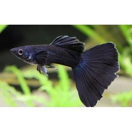 Ikan Hias Ikan Guppy Black Moscow Full Black Aquarium Hidup