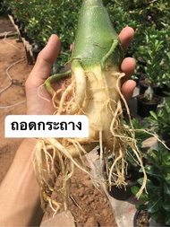 ชวนชมยอดนิยม##🔥🔥ดอกสีม่วงเข้ม+ขาวแฟนซี##🔥🔥จัดส่ง2แบบเลือกได้ค่ะ💜👈