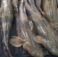 SOON HOCK FISH (1kg+/- x 2pcs ) 野生笋壳鱼/ marble goby/ -( PURCHASE RM600 and above FREE SHIPPING )