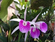 Anggrek Cattleya Brassocattleya Morning Glory