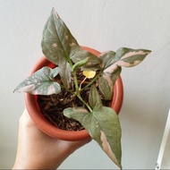 tanaman hias syingonium pink splash murah - tanaman hias koleksi - daun 3-4