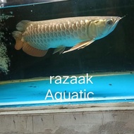 Ikan Arwana golden red bluebase hb
