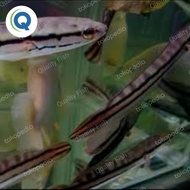 Best Seller Ikan Gabus Toman 20-25 Cm Aquarium