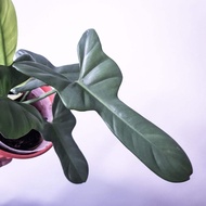 TANAMAN HIAS PHILODENDRON VIOLIN