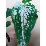 Caladium Thai beauty daun panjang