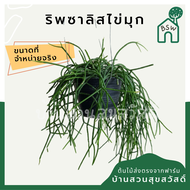 ริพซาลิส ไข่มุก ในกระถาง 4 นิ้ว Mistletoe Cactus