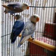 Terbaru Burung Love Bird Baby , Paud dan Dewasa Paruh Putih , ParBlue (PB), Biola Viral