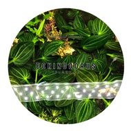 [Aquatic Plant] Rare Aquarium Echinodorus Iguazu 09 Low Tech No CO2 Big Stalk 霸王09