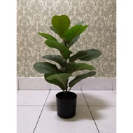 [READY STOCK] Fiddle Fig 60cm Pokok Hiasan Dalam Rumah Artificial Tree Fiddle Fig