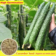 Good Quality Pipino Cucumber Seeds for Sale (Approx 60 Seeds/pack) Organic Cucumber Poinsett Seeds Benih Sayur Sayuran