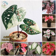 【100% Original】Rare Caladium Seeds for Planting (100 Seeds Per Pack) Flower Seeds Singapore Caladium Plants Seed Potted Live Plants Bonsai Plant Seed Real Air Plant Home &amp; Garden Decoration Ohh My Hippoh Holy Tulsi Plant High Quality Seedings Easy To Grow