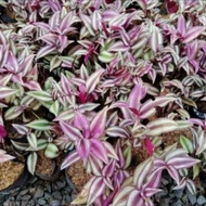 Tanaman Hias Zebrina Gantung ungu - tanaman hias gantung