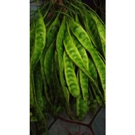 pokok petai hybrid..