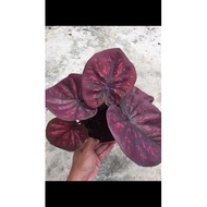 caladium black mamba