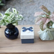 水培植栽│白金葛_室內植物 辦公室盆栽 店內擺設