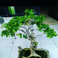 pohon bonsai serut