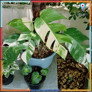 Epipremnum Pinnatum Variegated อิพิพรีนั่ม ด่างขาว ยอดขายดีอันดับหนึ่ง