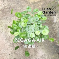 Pegaga Air / Pennywort 铜钱草 150mm Pot Herb Live Plant Ulam [Lush Garden]